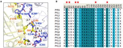 Molecular Determinants Elucidate the Selectivity in Abscisic Acid Receptor and HAB1 Protein Interactions